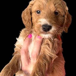 Goldendoodle Puppies from Luccisgoldendoodles