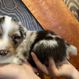 Aurora: Girl 2 Blue Merle - Australian Shepherd puppy from Magpie Springs Australian Shepherds