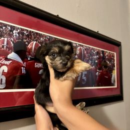 Apollo - Black and tan male Yorkipoo puppy in Murphy, North Carolina from Christina’s Puppy Utopia