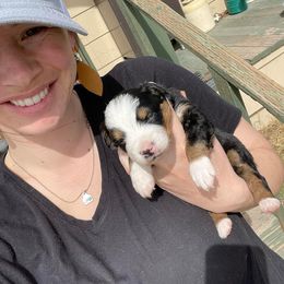 Miniature Australian Shepherd Puppies from Strawberry Mountain Mini Aussies