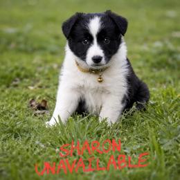 Sharon - Black female Border Collie puppy in Sanger, California from Flying M Cactus Ranch Buddies