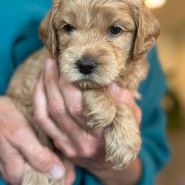 Girl 7 - female Australian Labradoodle puppy in Bend, Oregon from High Desert Labradoodles