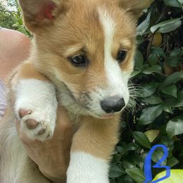 Boy 2 - Sable Pembroke Welsh Corgi puppy in Ridgeland, South Carolina from FOF Lowcountry Corgis