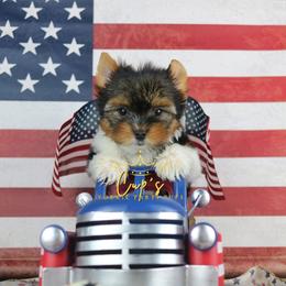 BB8 - Parti male Yorkshire Terrier puppy in Austin, Arkansas from Cup's Yorkie Parti Pups