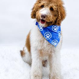 Hank - Merle male Bernedoodle puppy in North Carolina from NC Doodle Puppies