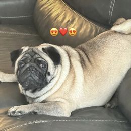 French Bulldog and Pug Puppies from Peachy Pugs