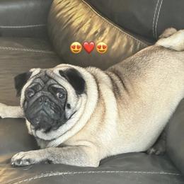 French Bulldog and Pug Puppies from Peachy Pugs