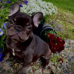 French Bulldog Puppies from Boise French Bulldogs