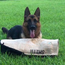 German Shepherd All Grown Up from German Shepherds vom Silberwald