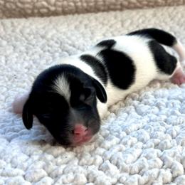 Girl 1 - Piebald female Dachshund puppy in Hollidaysburg, Pennsylvania from Weenie Bros