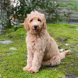 Goldendoodles from Barn House Doodles