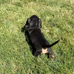 Dachshund Puppies from Star Doxies