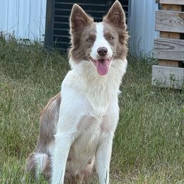 Bailey - Border Collie