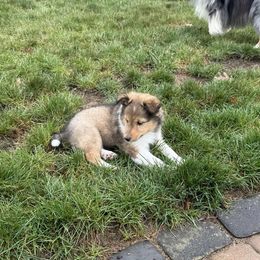 Guinevere - Sable and white female Shetland Sheepdog puppy in Aliquippa, Pennsylvania from Fancypants Shetland Sheepdogs
