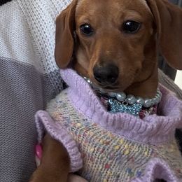 Roo - Dachshund