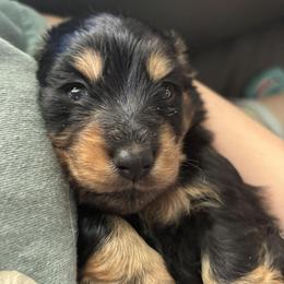 Freedom - Black and tan female Dachshund puppy in Palo Cedro, California from RK Doxies