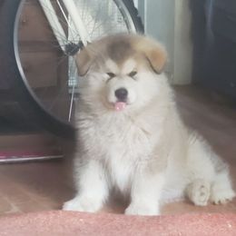 Alaskan Malamute Puppies from Maelstrom Alaskan Malamutes