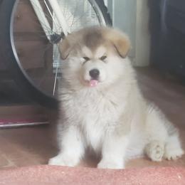 Alaskan Malamute Puppies from Maelstrom Alaskan Malamutes
