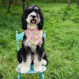 Aussiedoodles, Bernedoodles, and Double Doodles from Saltwater Doodles