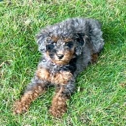 Poppy - Merle female Goldendoodle puppy in Spokane, Washington from Goldendoodles on the Prairie