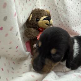 Girl 2 - Piebald female Dachshund puppy in Paisley, Florida from Pantheon Dachshunds