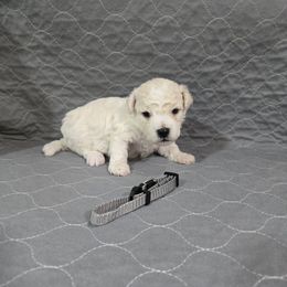 Grey - White and apricot male Bichon Frise puppy in Pickens, South Carolina from Beloved Bichon