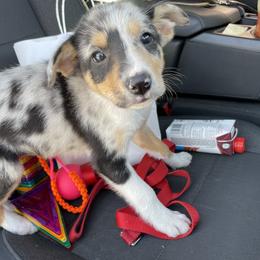 Girl 3 - Sable merle Border Collie puppy in Kenefic, Oklahoma from Woolly Farms
