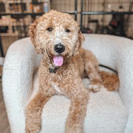 Charlotte - Goldendoodle
