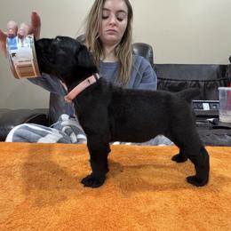 Girl 2 - Black female Cane Corso puppy in Tennessee from Big Country Cane Corso