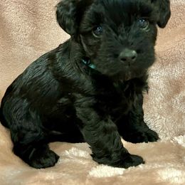"Stanley" Yorkipoo Puppies from Gin and Stella's Adventures