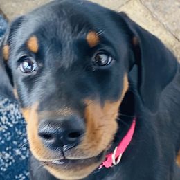 Doberman Pinscher Puppies from TeatreeDoberman