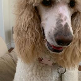 Poodles from Poodled Doodled Mutts