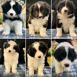 Border Collie Puppies from Beloved Border Collies