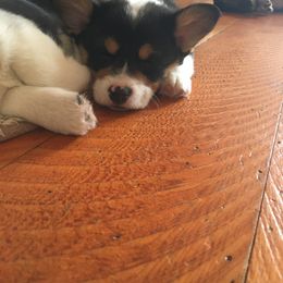 Pembroke Welsh Corgi Puppies from Just My Size Farmstead
