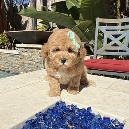 Girl 2 - Apricot female Poodle puppy in San Diego, California from Goldendoodles & Poodles of San Diego