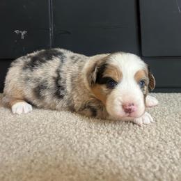 Blue Merle female 1 - Blue female Companion Cross puppy in Greenwood, South Carolina from JOY Farms