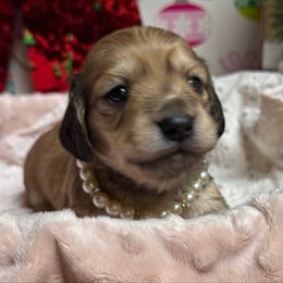 Topaz - Cream female Dachshund puppy in Fayetteville, West Virginia from Loop Creek Dachshunds