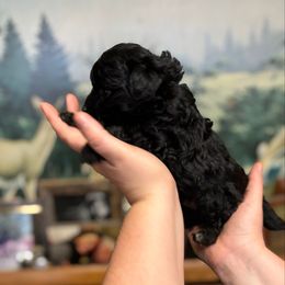 Roscoe - Black phantom male Aussiedoodle puppy in Hopkins, Missouri from Mowry Creek Mini Aussiedoodles and More