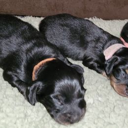 Dachshund puppies from Royal Purple Doxies