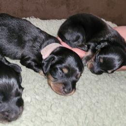 Dachshund puppies from Royal Purple Doxies