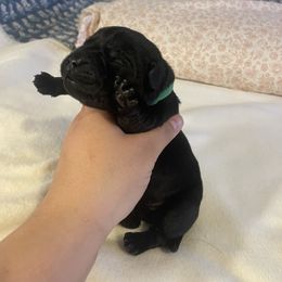 Girl 3 - Labrador Retriever puppy from Three Peaks Labradors & Training LLC