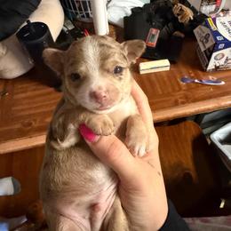 Boy 2 - Chocolate and white male Chihuahua puppy in Matensdale, Iowa from Tammy's Chihuahuas
