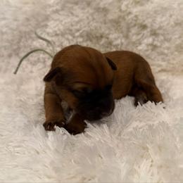 Green - Wheaten female Soft Coated Wheaten Terrier puppy in Newark, Ohio from Valleydayle Doodles and Wheatens