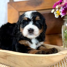 Purple girl - Tri-color female Bernedoodle puppy in Waukesha, Wisconsin from Bernedoodle Boutique (and Cavapoos)