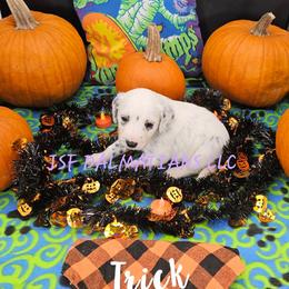 Girl 1 - White and black female Dalmatian puppy in Conrath, Wisconsin from JSF Dalmatians LLC