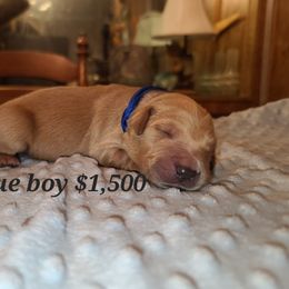 Boy 1 - Golden Golden Retriever puppy in Valley, Washington from Enchanted Valley Paws