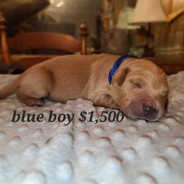 Boy 1 - Golden Golden Retriever puppy in Valley, Washington from Enchanted Valley Paws