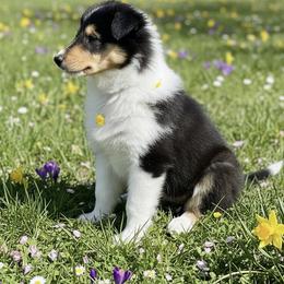 Girl 3 - female Scottish Collie puppy in Newcastle, Wyoming from Sundance Scottish-Colleys