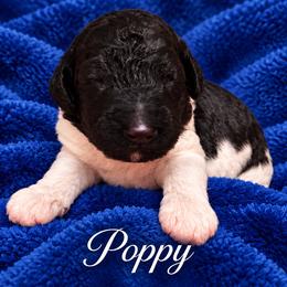 Poppy - Parti male Poodle puppy in Washington, Pennsylvania from Patriotic Poodles
