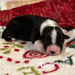 Vixen - Black tri-color female Australian Shepherd puppy in Howardsville, Virginia from Spectacular Aussies and Cavaliers